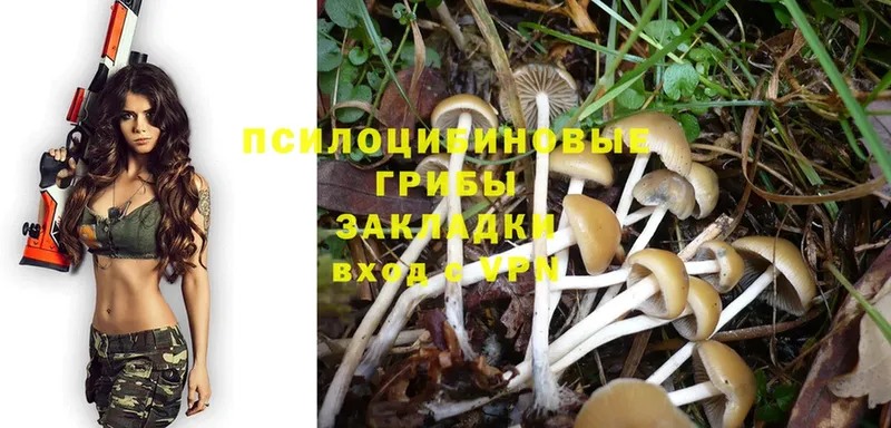 Галлюциногенные грибы Cubensis  Нахабино 